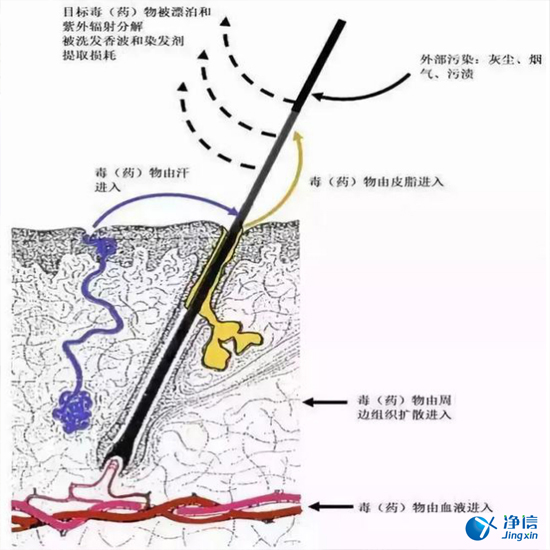  毛發(fā)毒品檢測儀檢測腿毛竟可以測出吸毒?做了全身脫毛也可以？